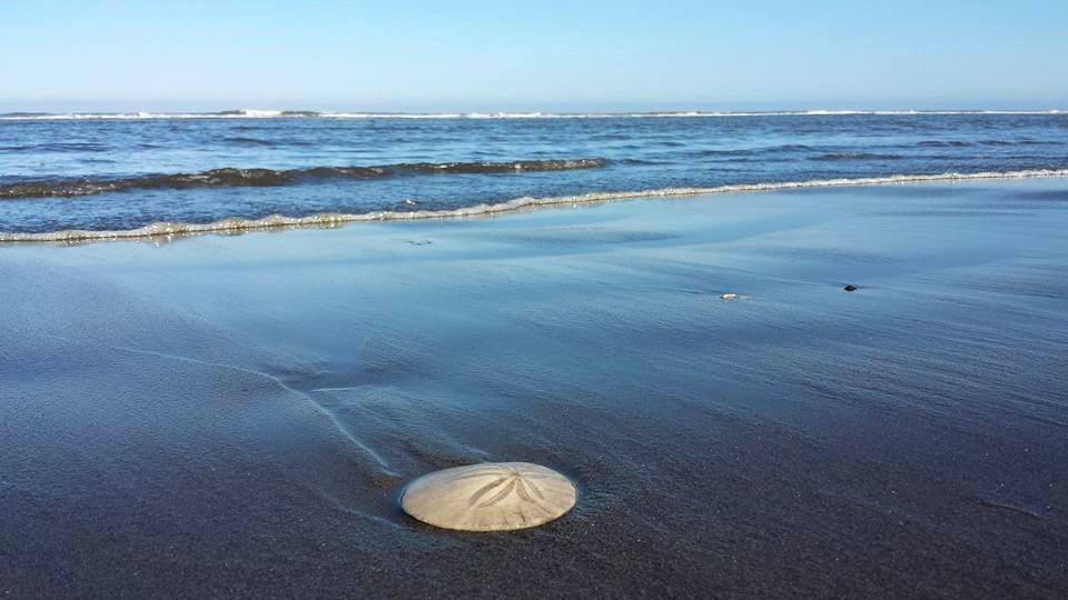 The Low Tide Motel主图