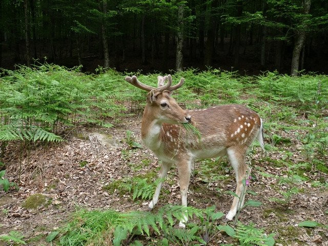 Parc Animalier de Fougerolles - Saint-Valbert景点图片