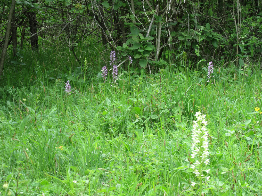 耶拿酒店住宿-Hotel Haus Orchideental