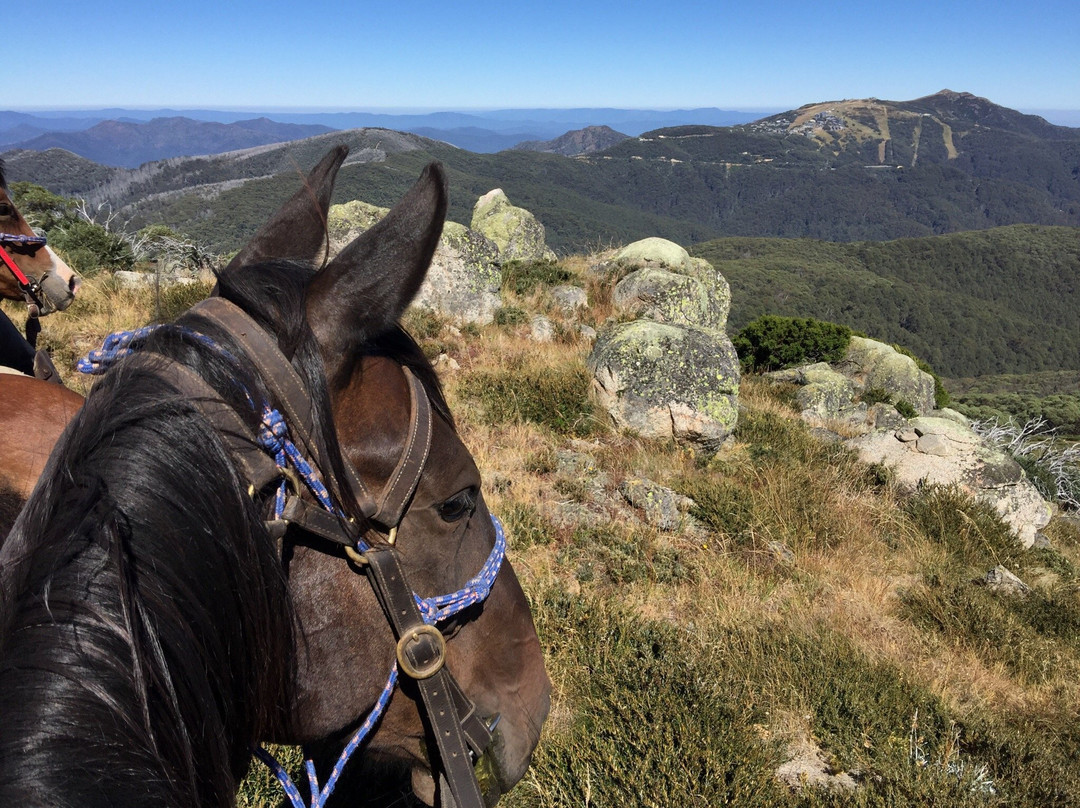 McCormack's Mountain Valley Trail Rides- Day Tours-Merrijig必去景点
