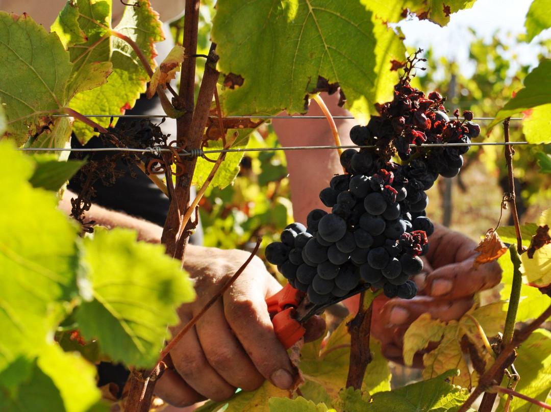 Domaine Claude Lafond景点图片