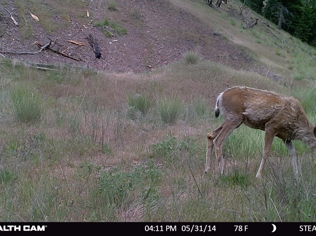 Bearmouth Chalet主图