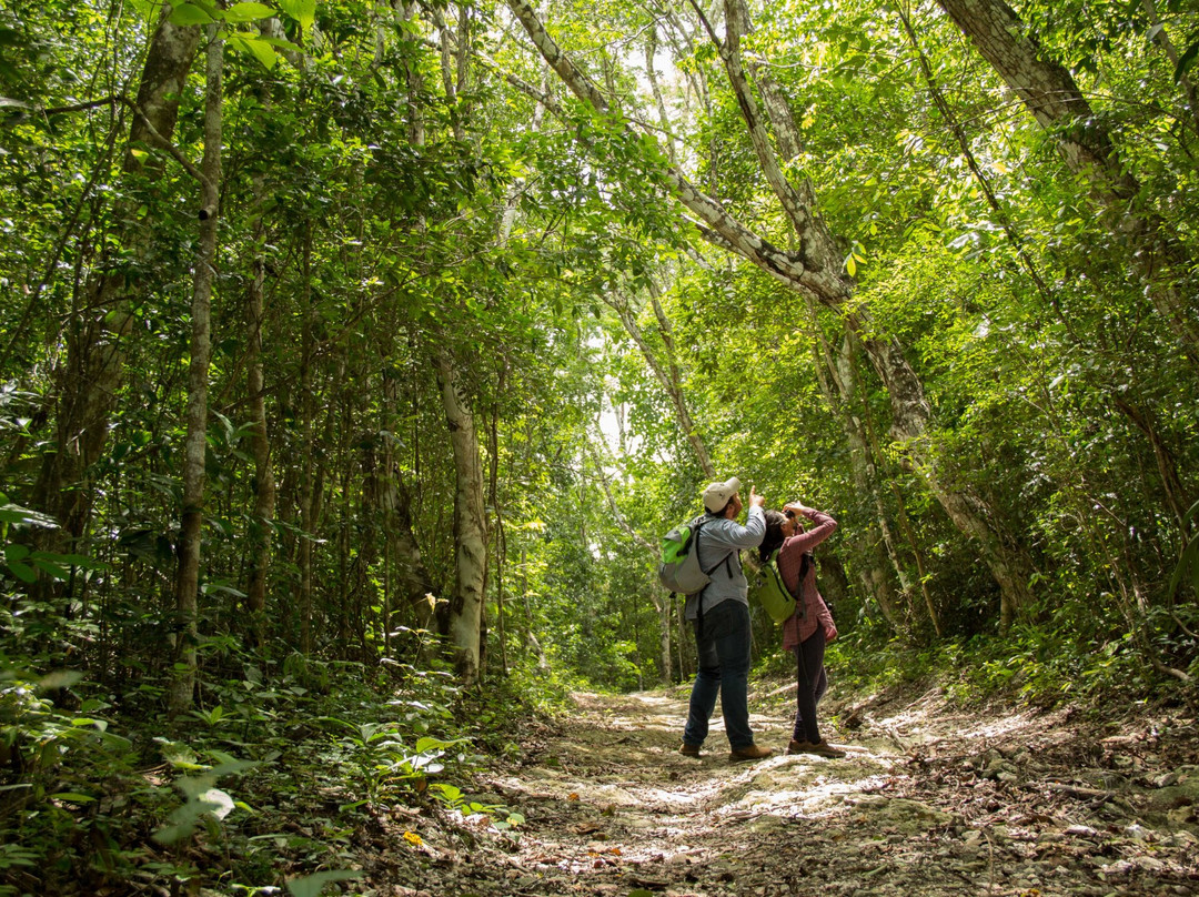 La Raíz del Futuro-卡拉克穆尔必去景点