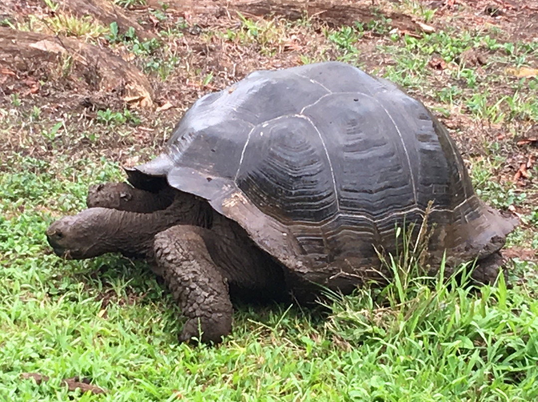 Galapagos Real Voyage-皮钦查省 圣安东尼奥镇必去景点