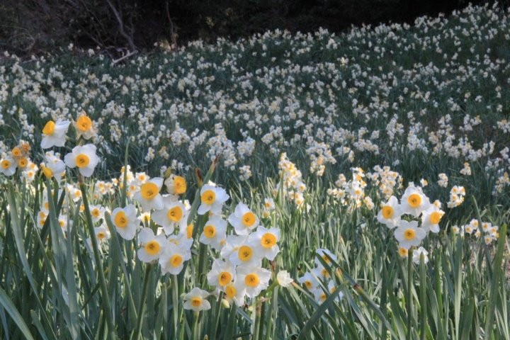 Narcissus Road-锯南町必去景点