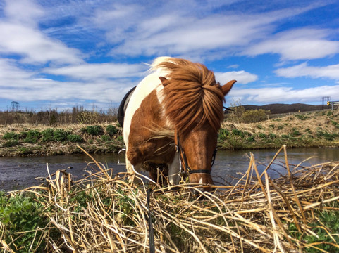 Icelandic Riding-雷克雅未克必去景点