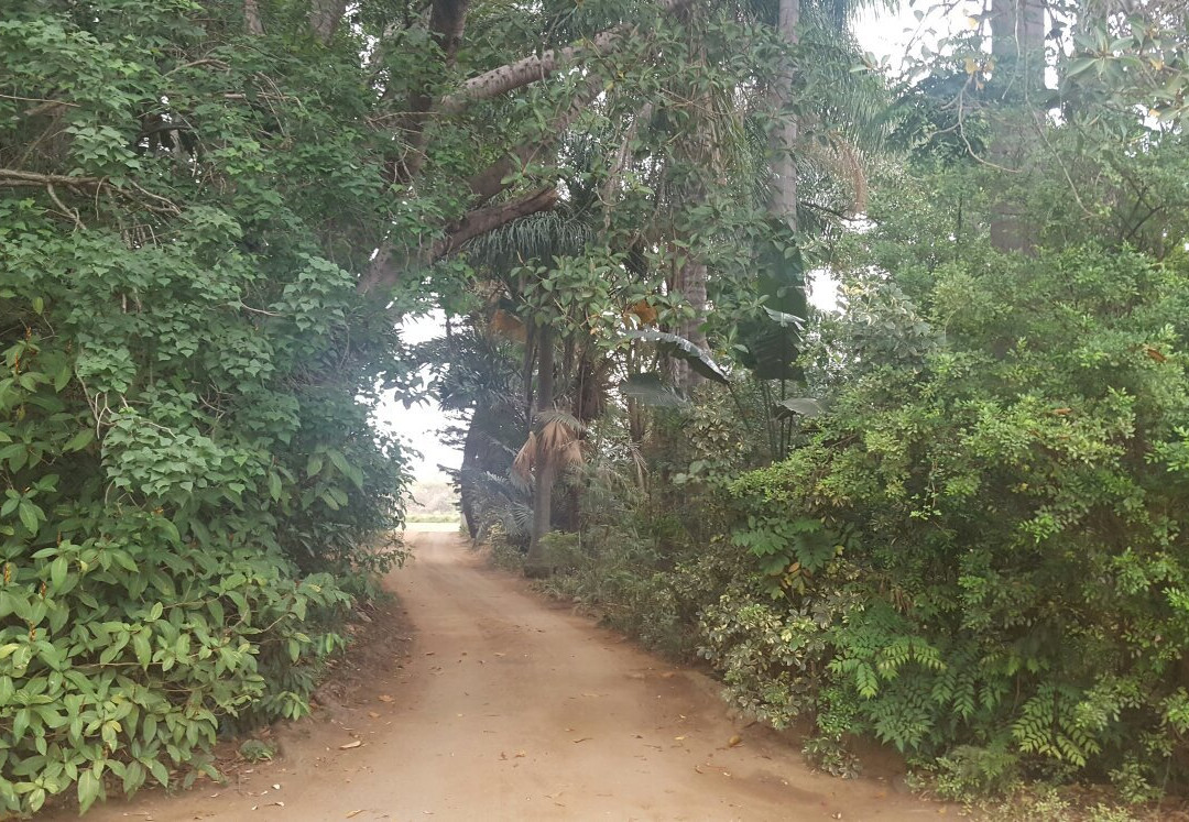 Pongola Tropical主图