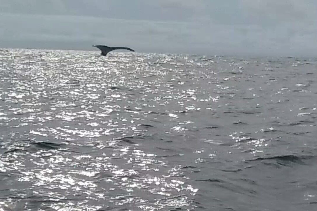 Nuquimar Hotel Whale Watching景点图片