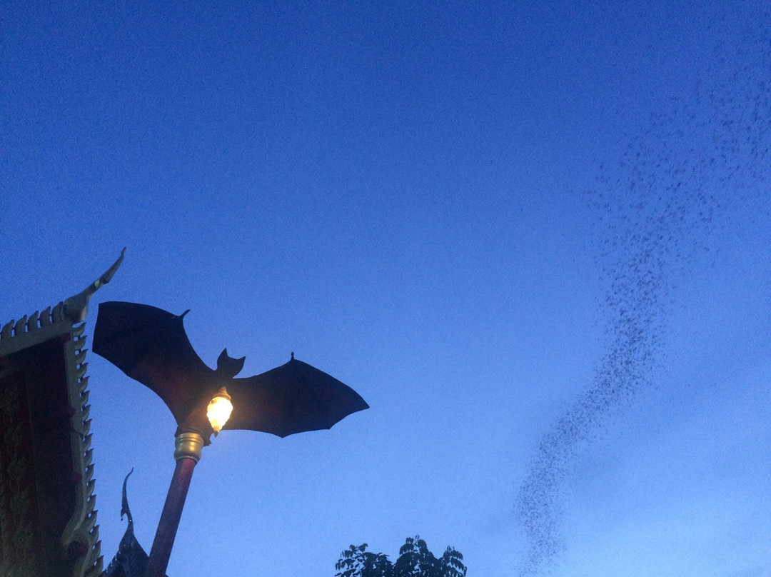Bat Cave at Wat Khao Chong Pran景点图片