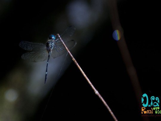 Osa Rural Tours-彭塔雷纳斯必去景点