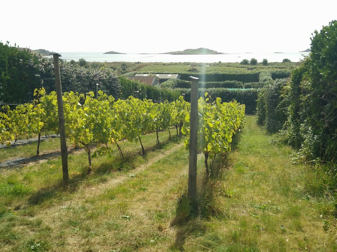 St Martin's Vineyard-St Martin's必去景点