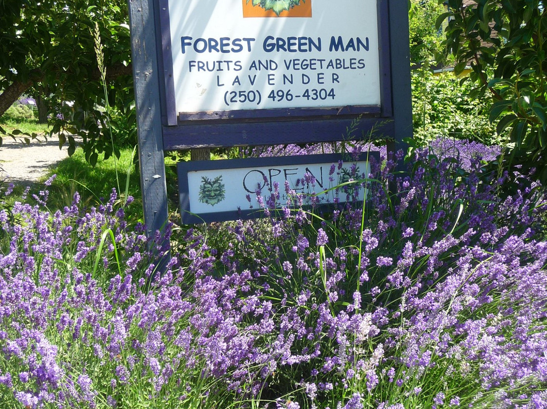 Forest Green Man Lavender景点图片