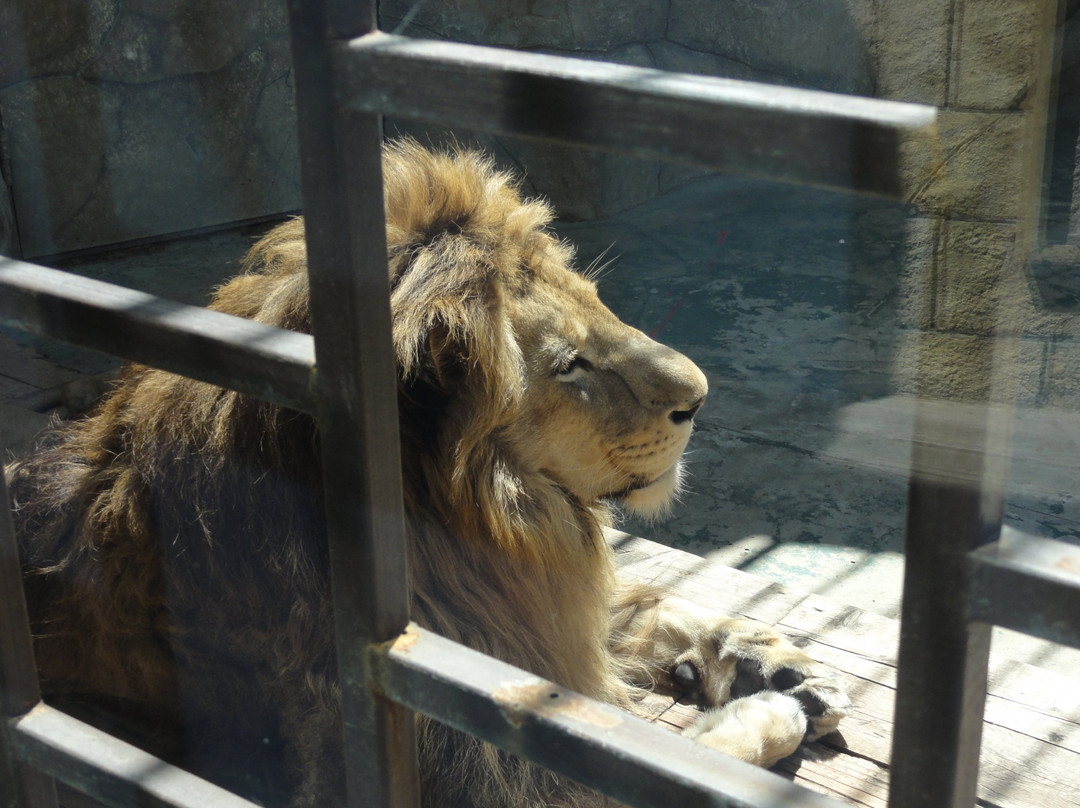 Balu Zoo-阿纳帕必去景点