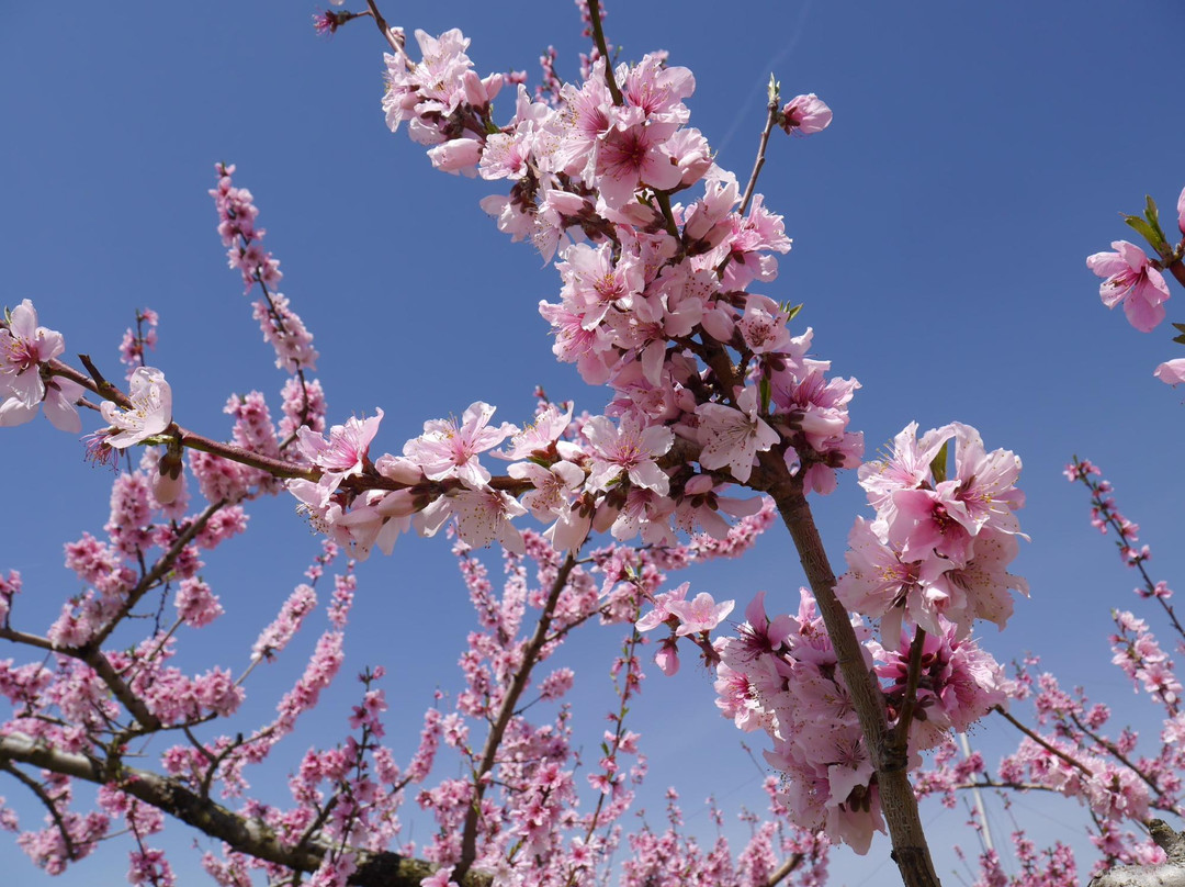 Yamanashi City Peach Fields-山梨市必去景点