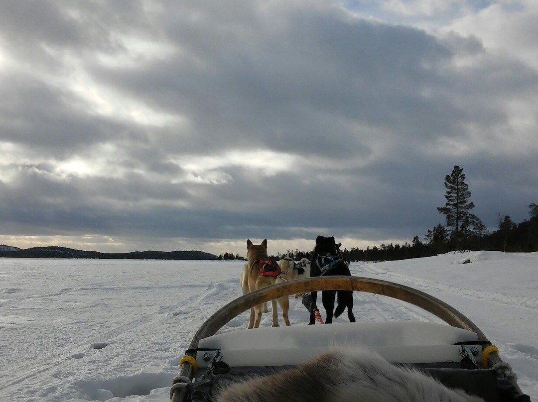 Jytky Hysky Sled Dog Camp-伊纳里必去景点
