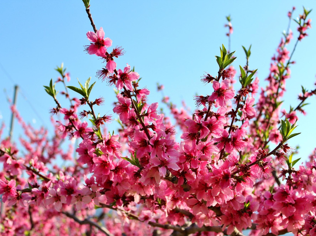 Yamanashi City Peach Fields-山梨市必去景点