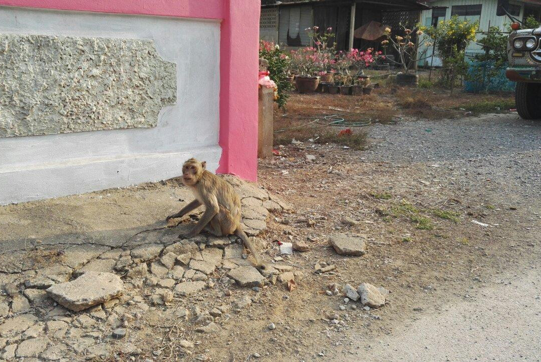 Wat Krieng Krai Klang景点图片