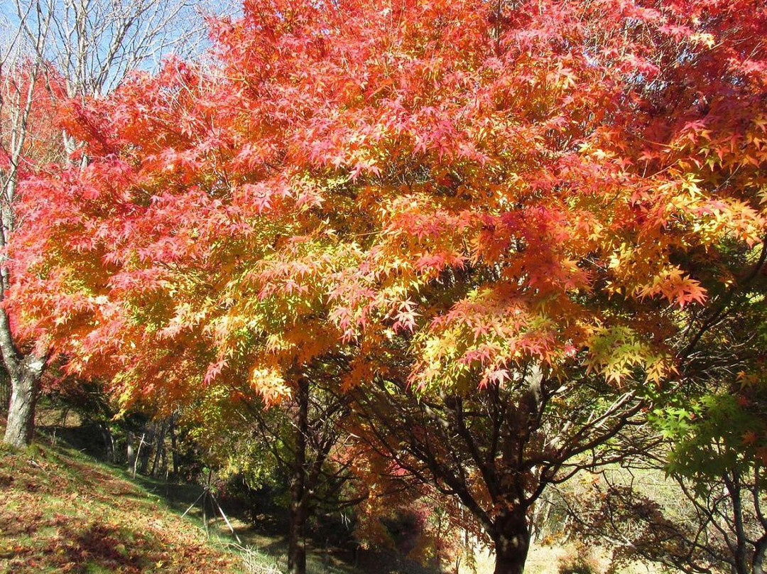 Lake Momiji (Minowa Dam)-箕轮町必去景点