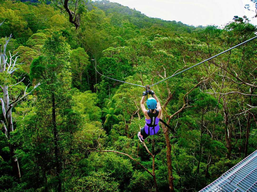 Treetop Challenge - Canyon Flyer景点图片