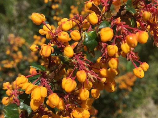 Avani Yoga Retreats-普孔必去景点