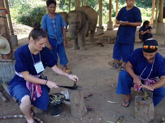 昌泰大象保护区-清迈必去景点