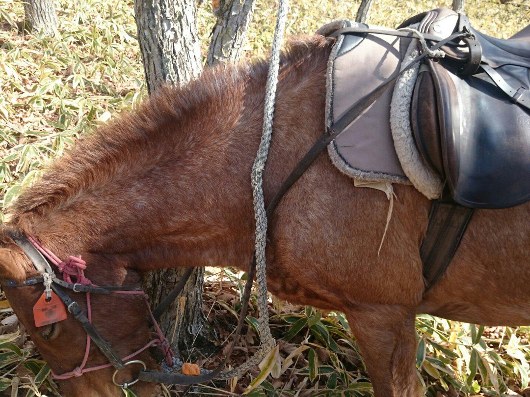 Tsurui Dosanko Farm-鹤居村必去景点