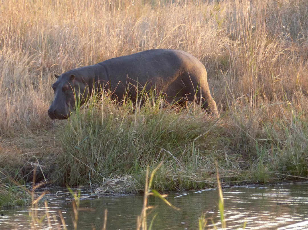 Nkasa Rupara National Park-Nkasa Rupala National Park必去景点