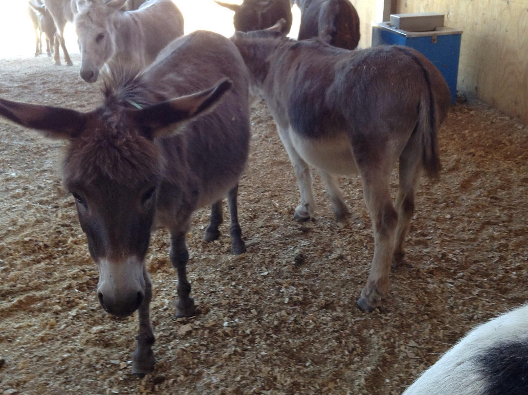 Turtle Valley Donkey Refuge-Chase必去景点