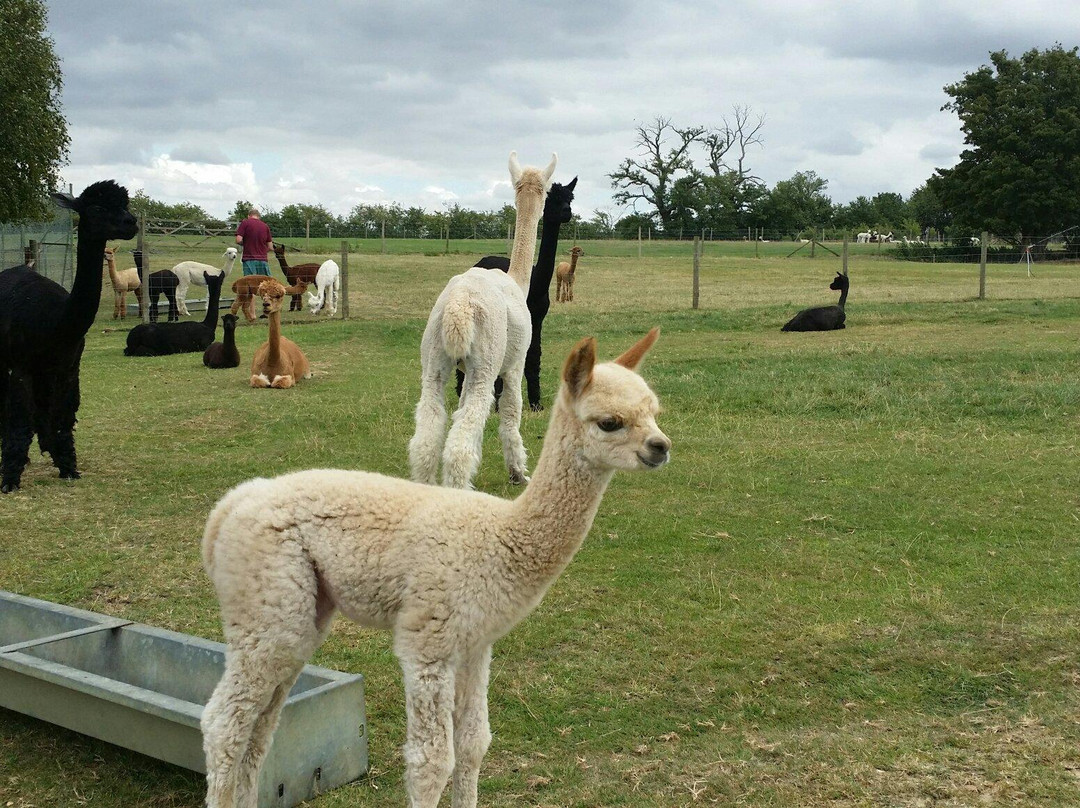 Butlers Farm Alpacas景点图片