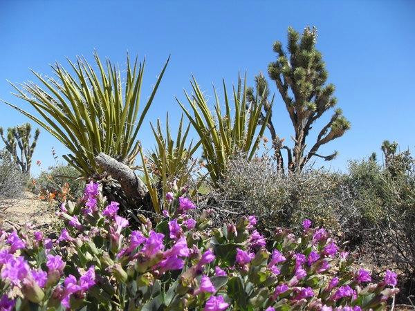 Wee Thump Joshua Tree Wilderness景点图片