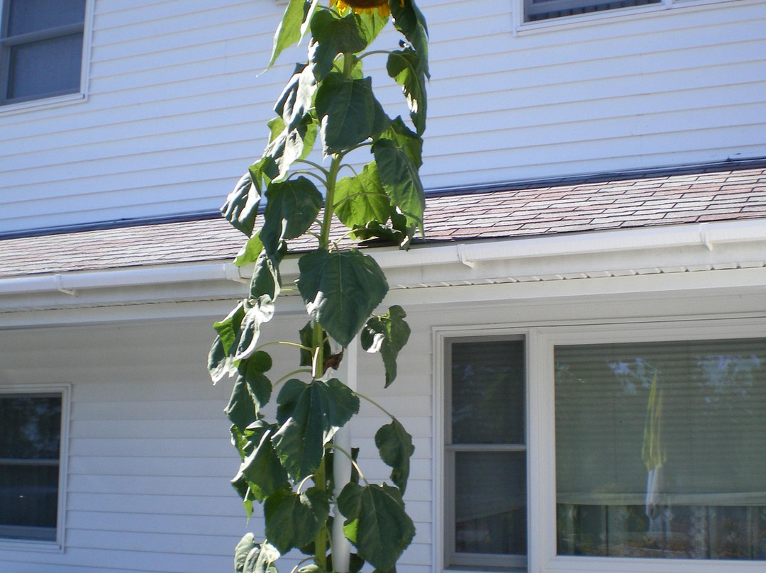 Northernaire Motel主图