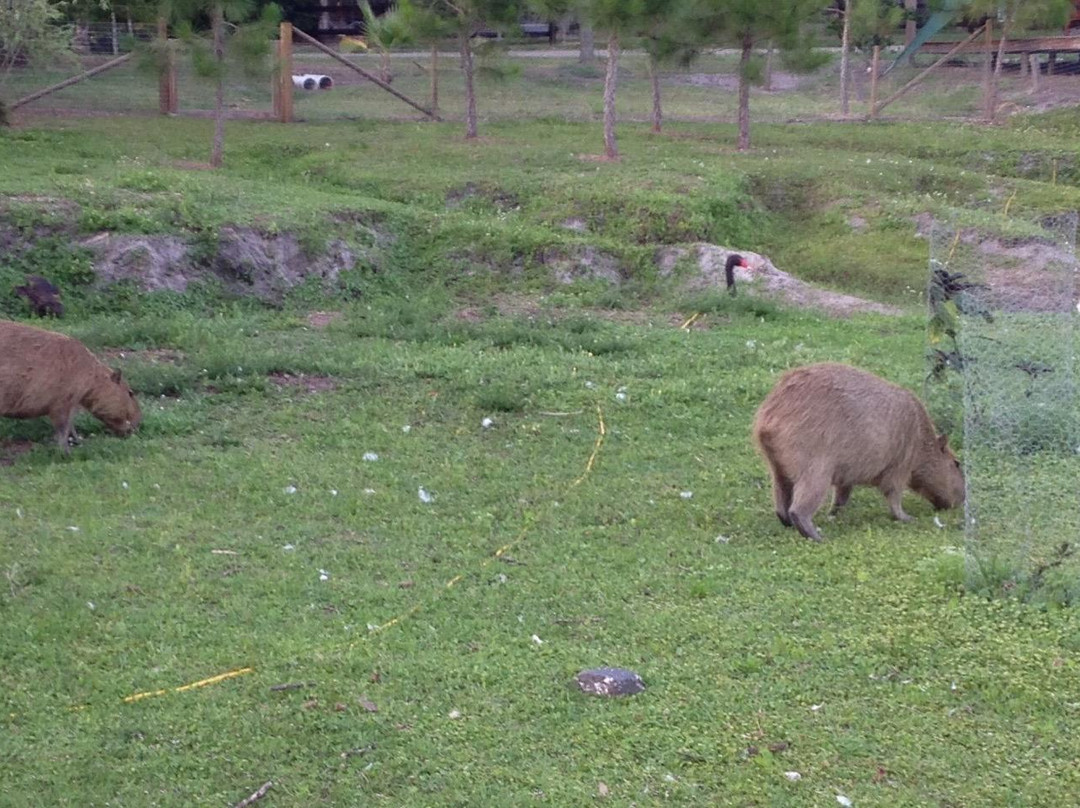 Horse Power for Kids & Animal Sanctuary-坦帕必去景点