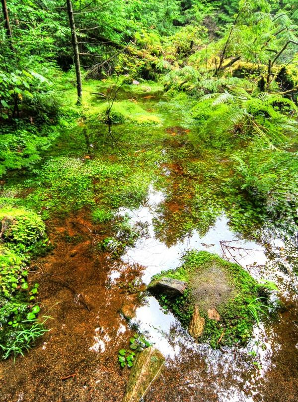 Hardwood Lookout Trail景点图片