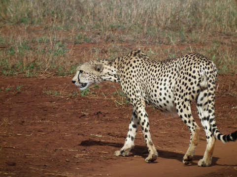Ekea Safaris-迪亚尼必去景点