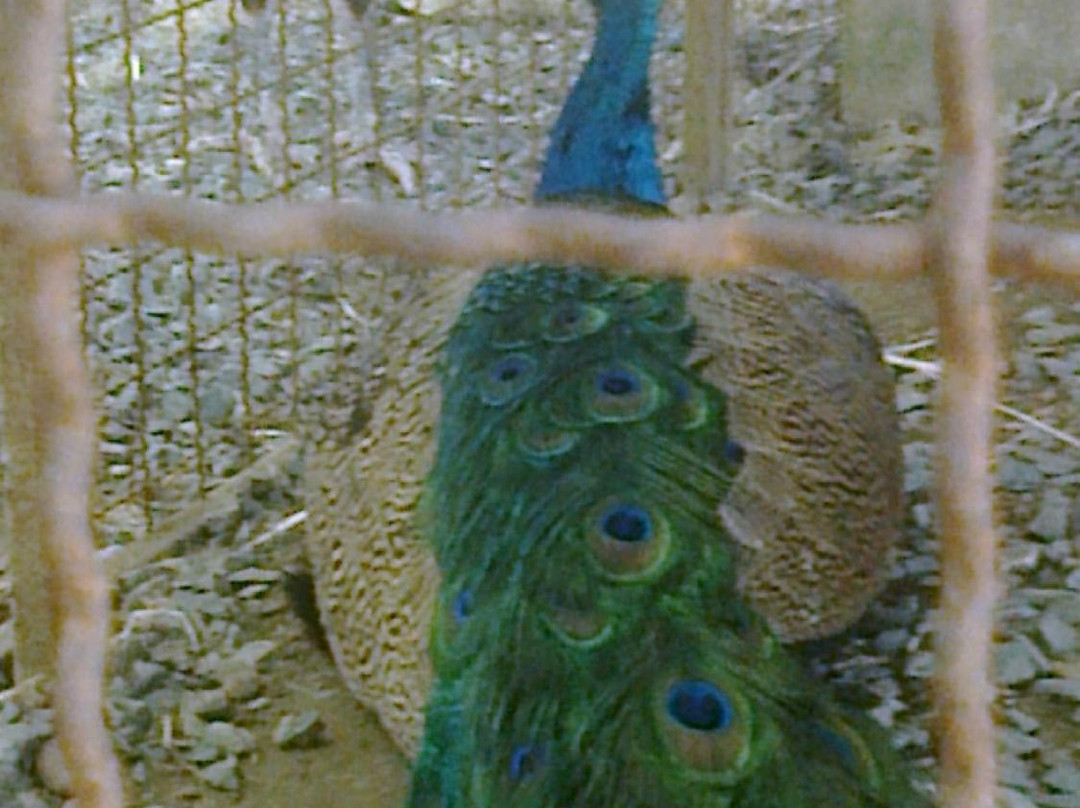 叻仑缴旅游景点-Wat Yai Sawang Arom