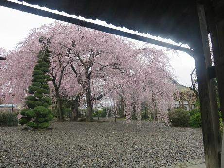 Tenkyuji Temple-长野县必去景点