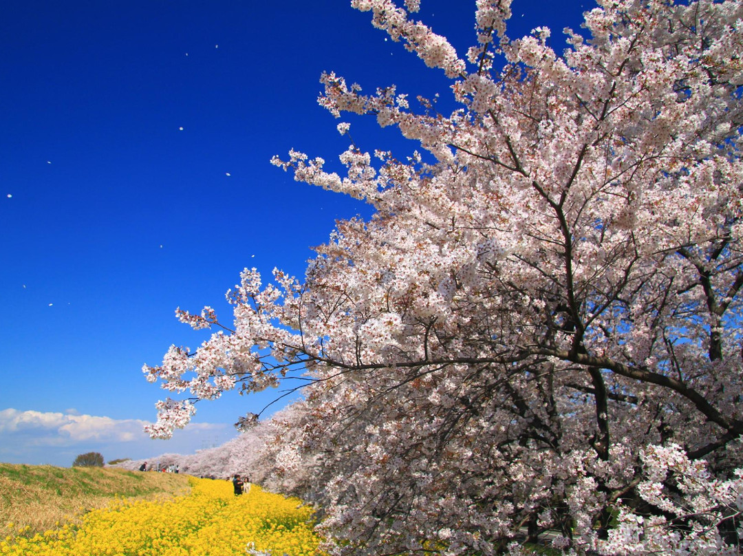 熊谷市旅游景点-Kumagaya Sakura Tsutsumi
