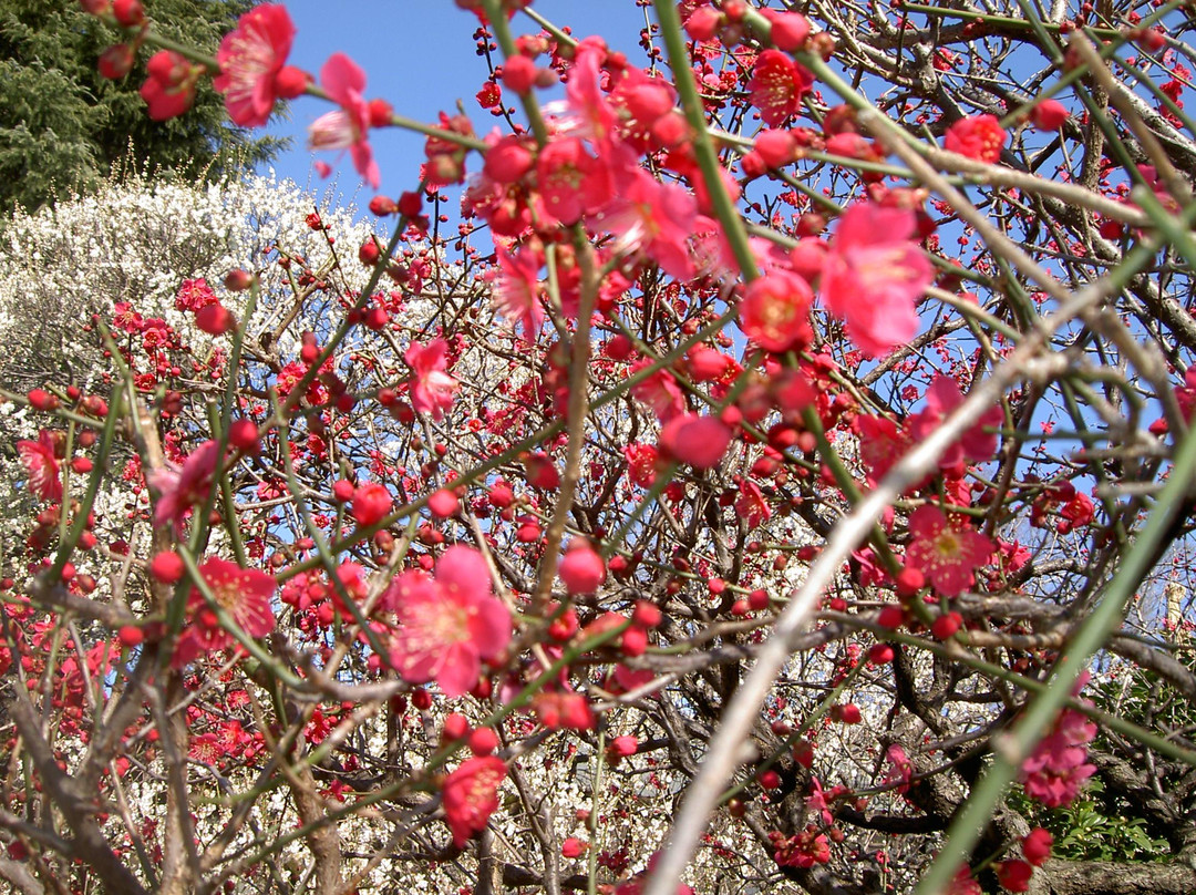 Hodoji-志木市必去景点