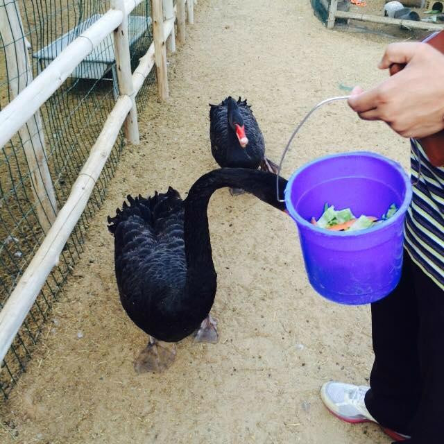 Posh Paws Animal Sanctuary And Petting Zoo-沙迦必去景点