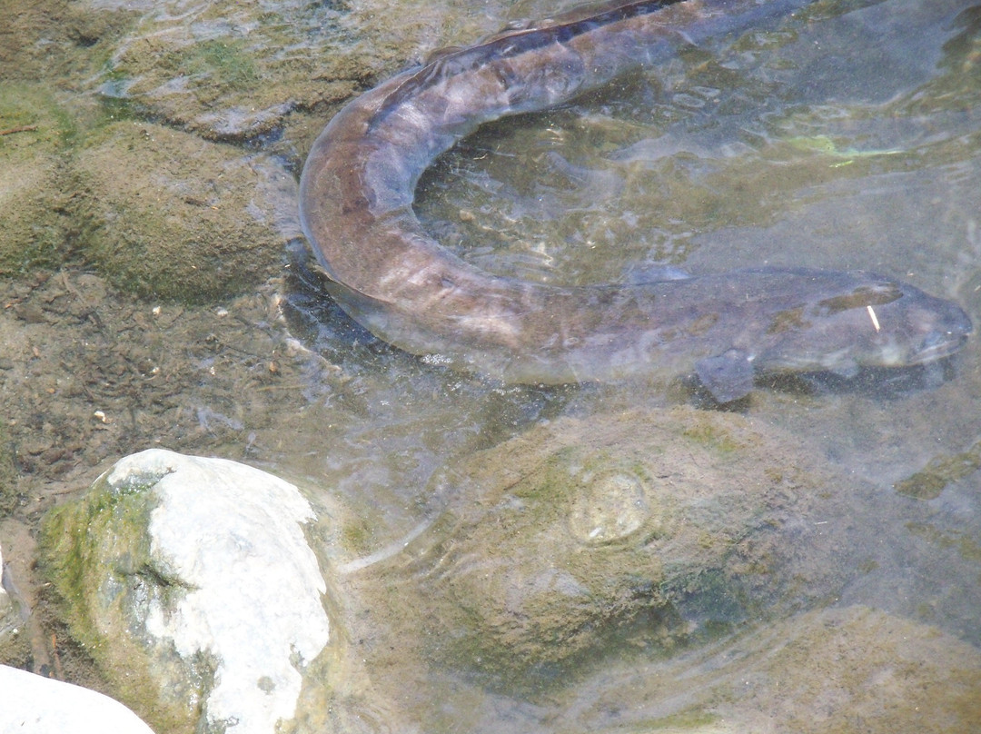 Balek Wildlife Sanctuary-Madang必去景点