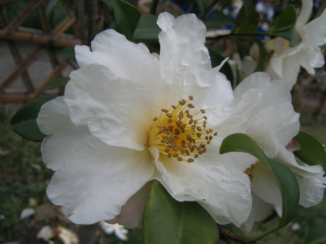 太仓公园-太仓市必去景点