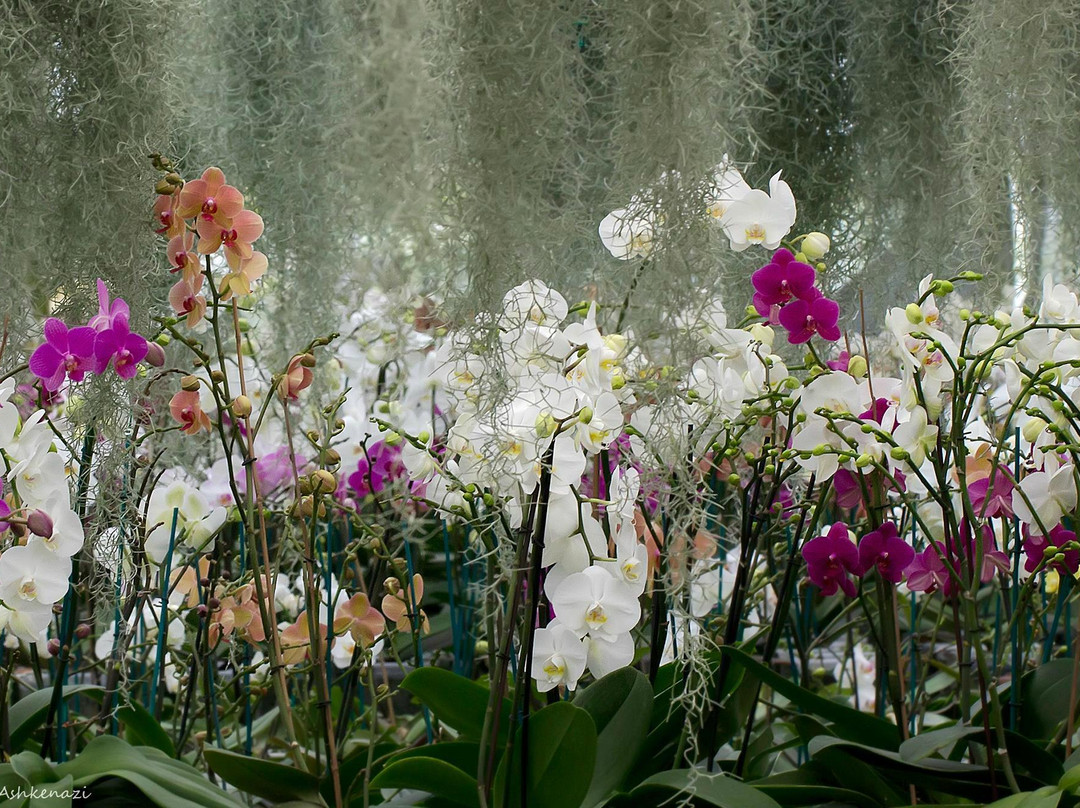 Fuchs' Orchid Greenhouse-Hogla必去景点