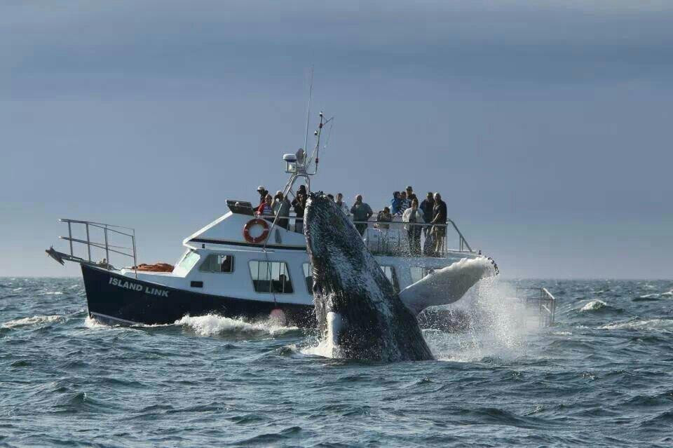 Welcome Aboard Whale Watching Tours-Westport必去景点