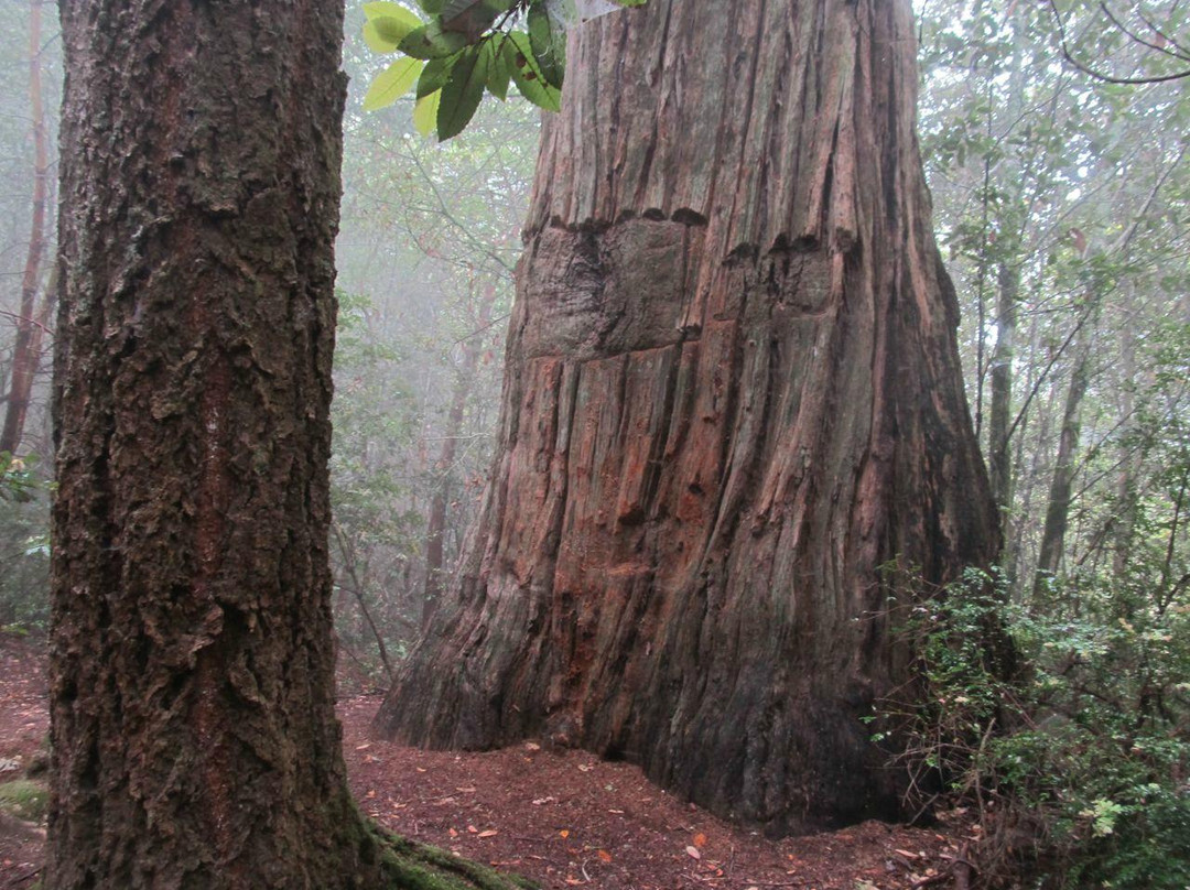 El Corte De Madera-Woodside必去景点