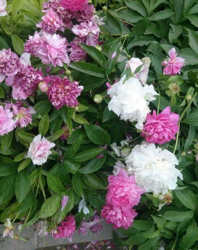 石家庄水上公园-藁城市必去景点