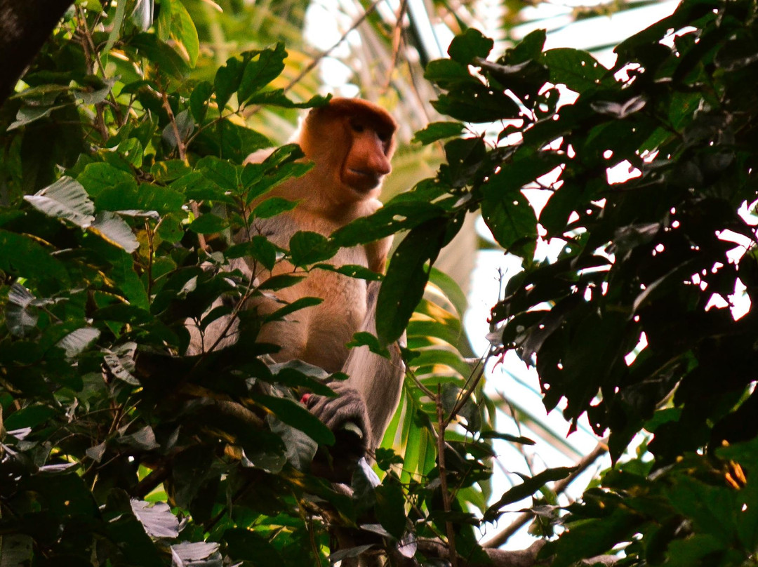 Lost Borneo Tours-亚庇必去景点