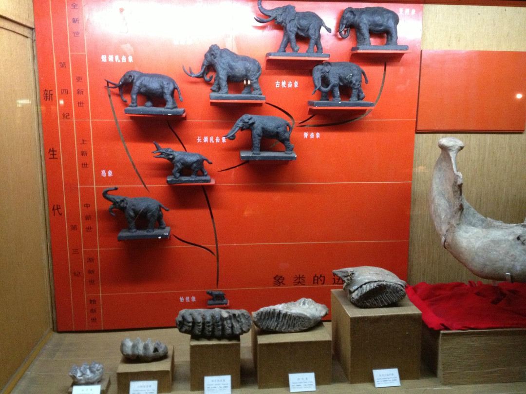 上海自然博物馆(静安新馆)-上海市必去景点