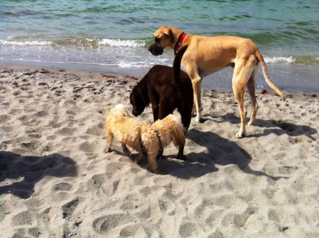 Brohard Paw Park-威尼斯必去景点