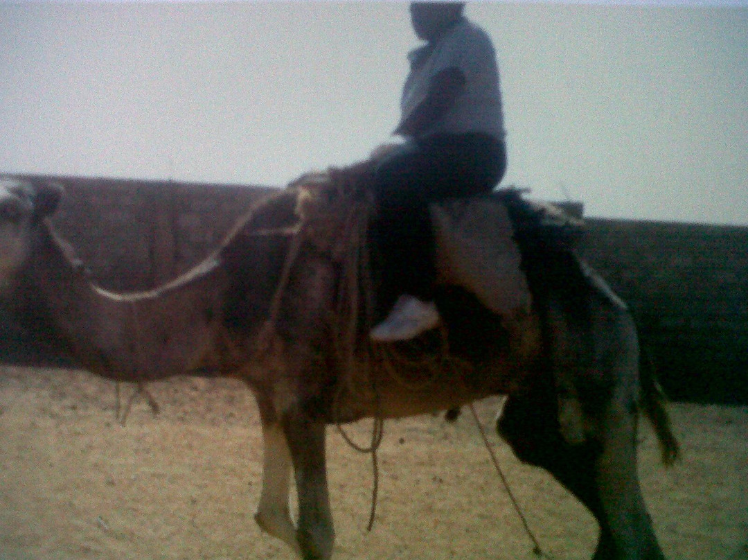 Niger Sahara-Zinder Region必去景点
