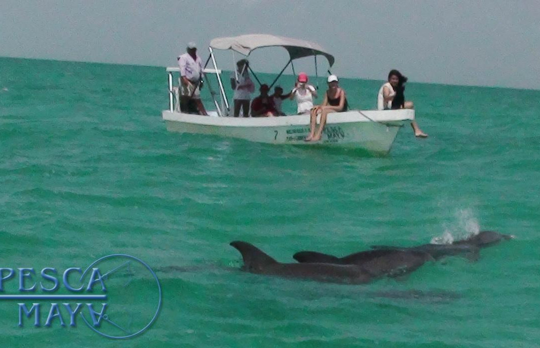 Wild Dolphin Tour-图伦必去景点